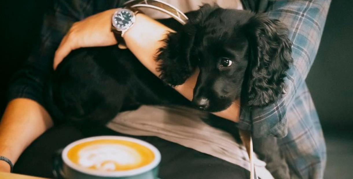 A young puppy sat next to a coffee